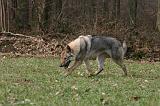 CHIEN-LOUP TCHEQUE 161